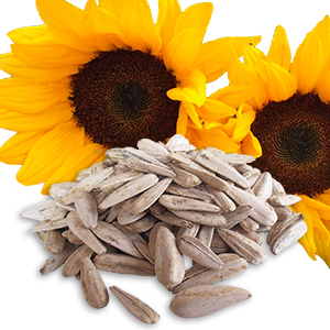 White sunflower seeds with salt
